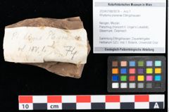 Foto (Objekt + Etikett) von Rhytisma planerae Ettingshausen (NHMW-GEO-2024-0188-0074)